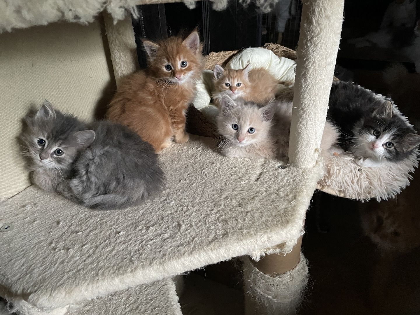 Zauberhafte  reinrassige Türkisch Angora Kitten