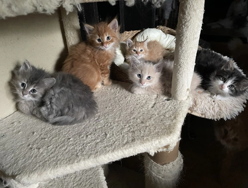 Zauberhafte  reinrassige Türkisch Angora Kitten