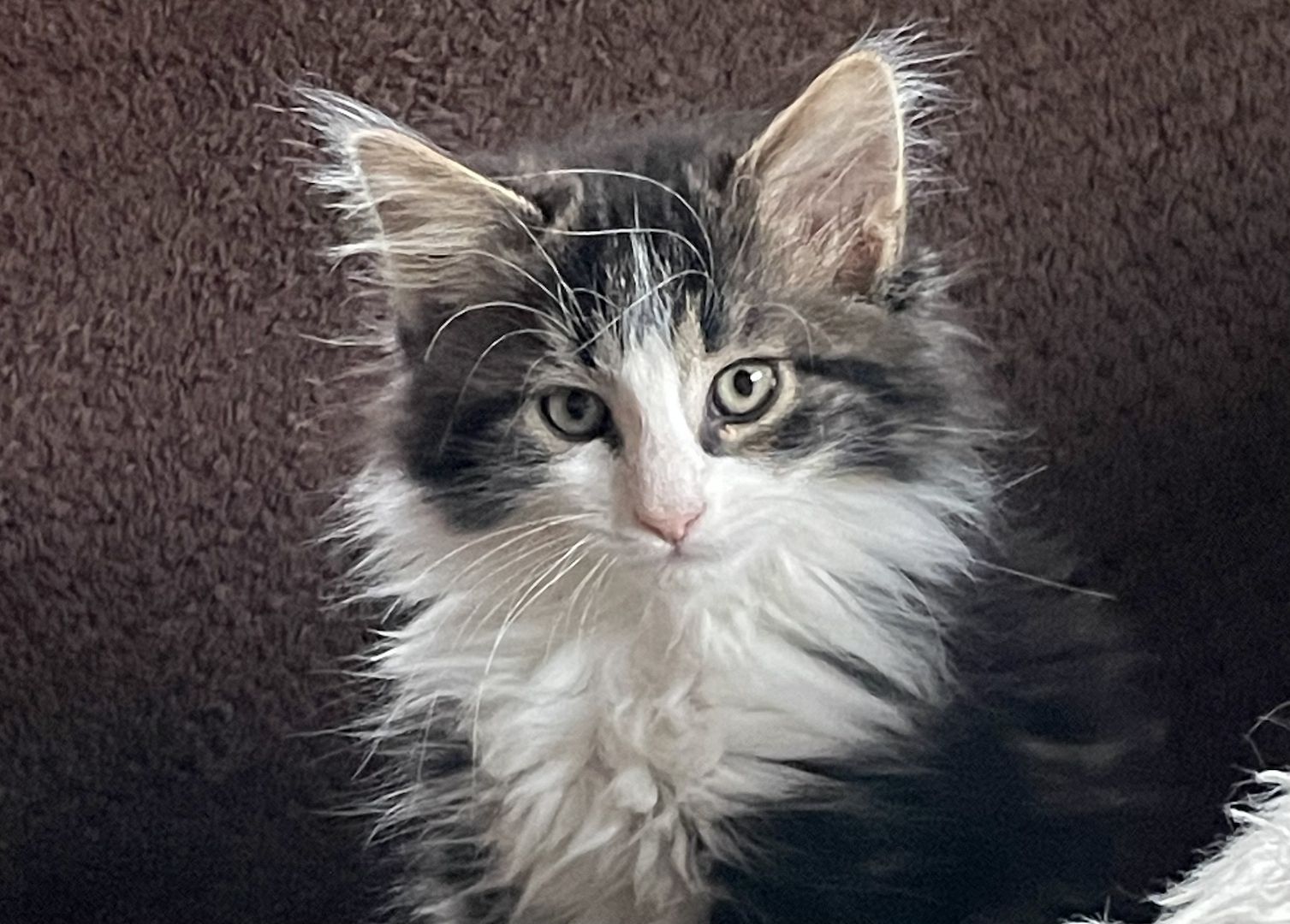 Zauberhafte  reinrassige Türkisch Angora Kitten