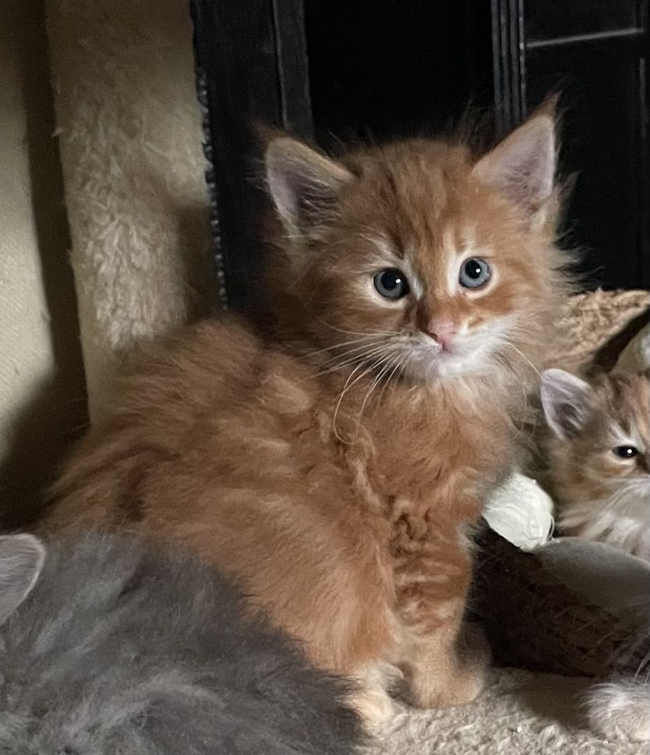 Zauberhafte  reinrassige Türkisch Angora Kitten