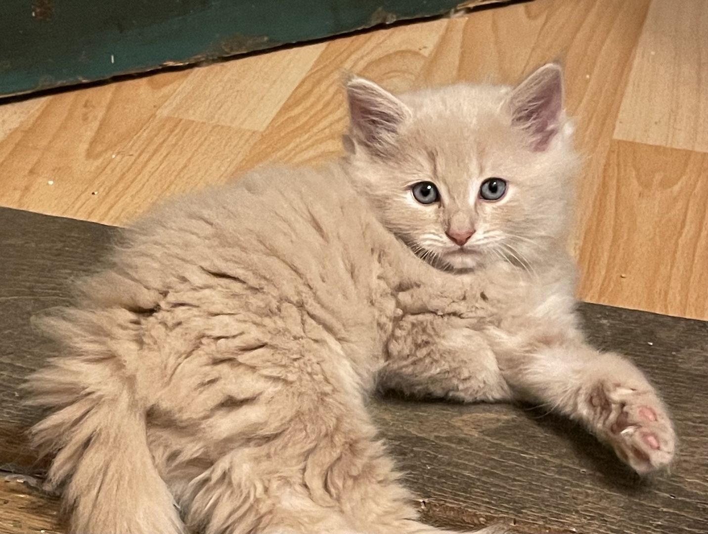 Zauberhafte  reinrassige Türkisch Angora Kitten