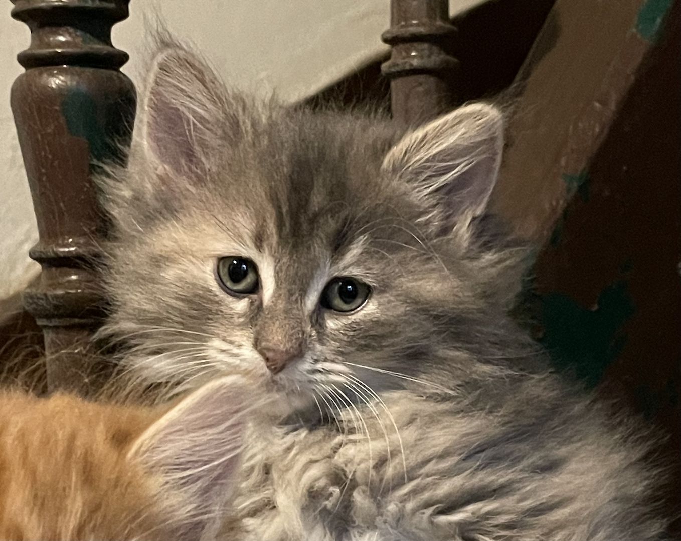 Zauberhafte  reinrassige Türkisch Angora Kitten