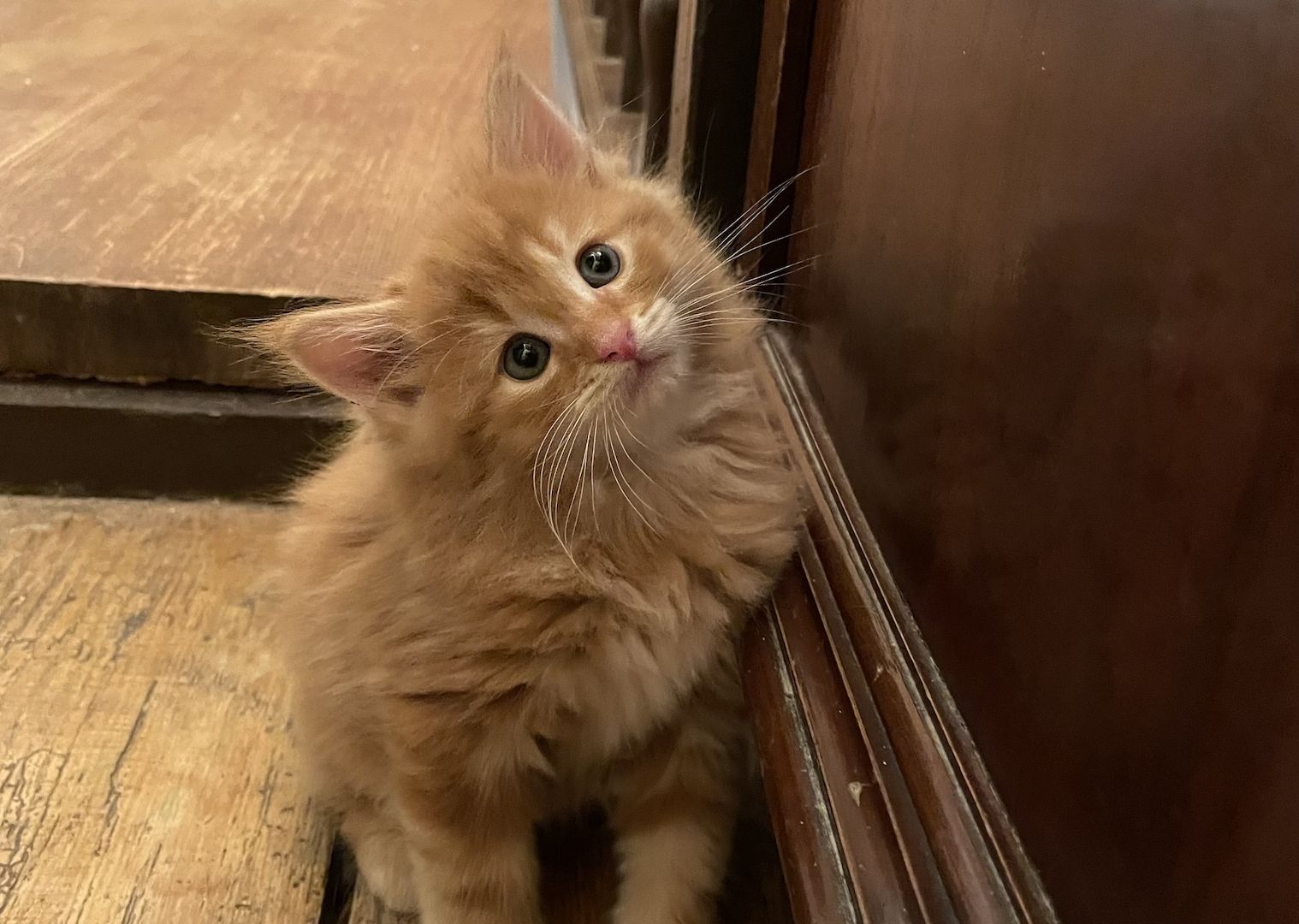Zauberhafte  reinrassige Türkisch Angora Kitten