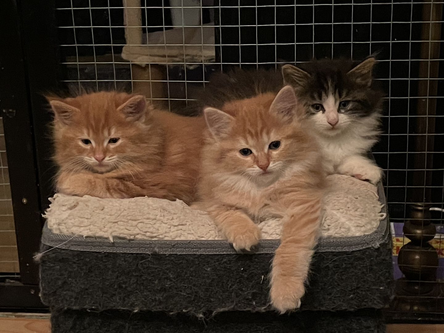 Zauberhafte  reinrassige Türkisch Angora Kitten