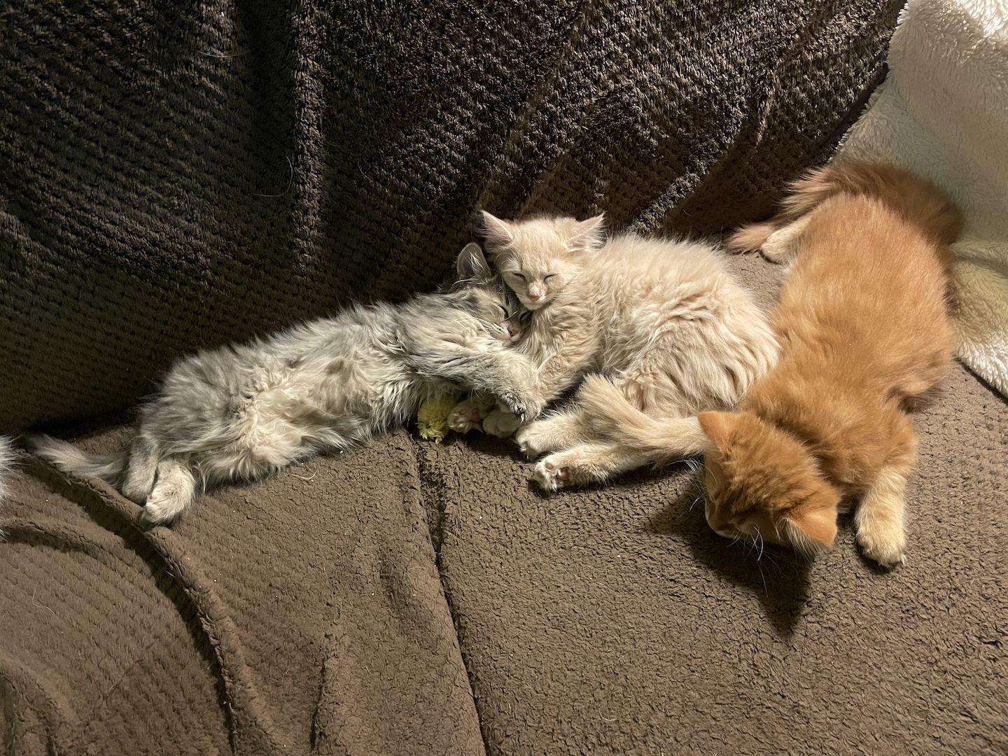 Zauberhafte  reinrassige Türkisch Angora Kitten