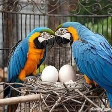 Frische, fruchtbare Vögel und Eier zu verkaufen