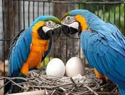 Frische, fruchtbare Vögel und Eier zu verkaufen