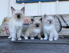 Ragdoll Kater Reinrassig .