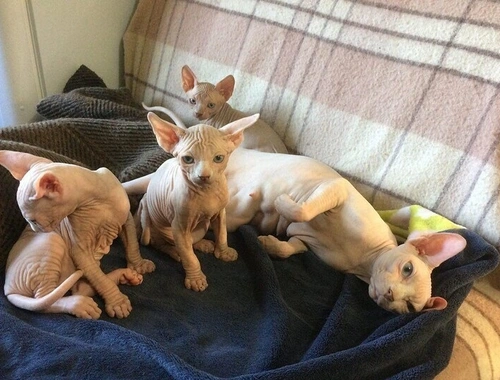 Sphynx-Kätzchen,,