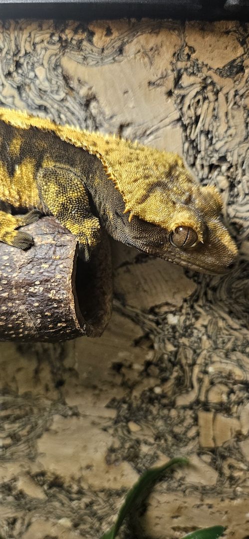 Kronengecko neukaledonisch