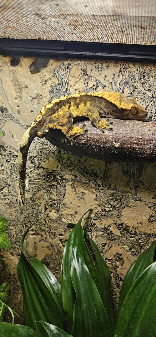 Kronengecko neukaledonisch