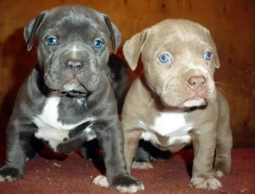 American Pit Bull Terrier Welpen,,, xzvc