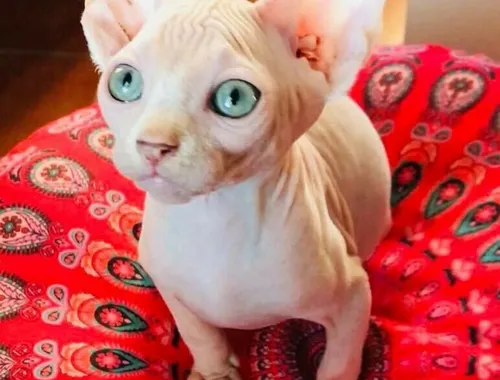 Sphynx-Kätzchen.