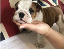 Oeb welpen old english bulldog Welpen .