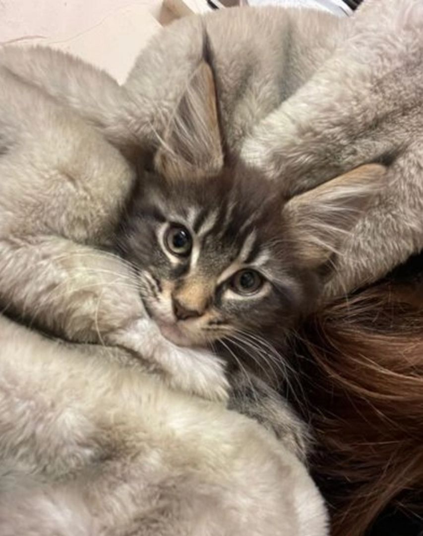Main Coon Kitten