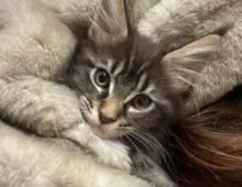 Main Coon Kitten