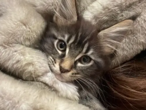 Main Coon Kitten