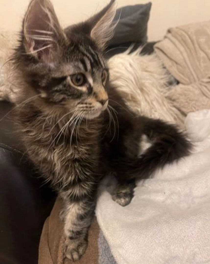 Main Coon Kitten
