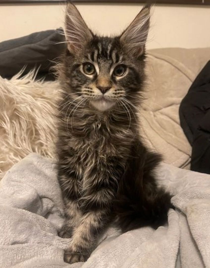 Main Coon Kitten