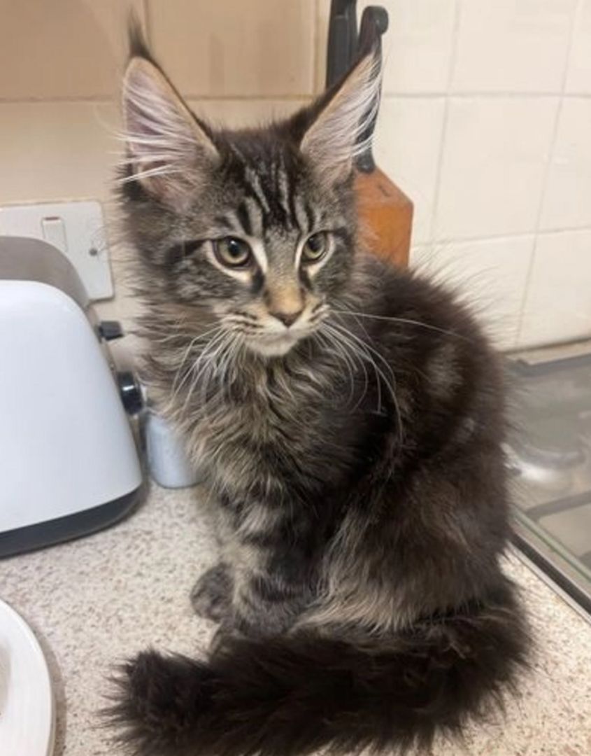 Main Coon Kitten