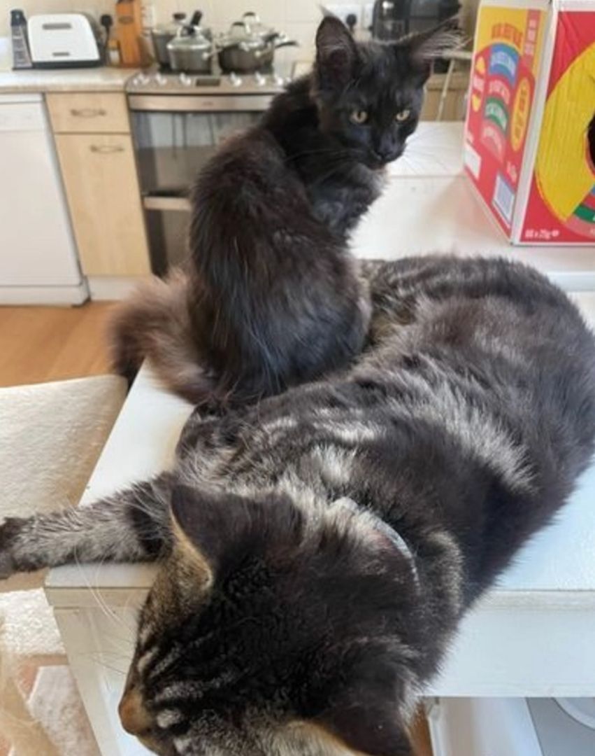 Reinrassige Maine Coon