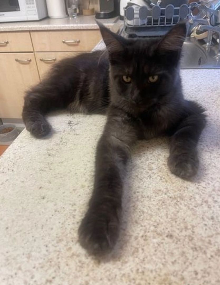 Reinrassige Maine Coon