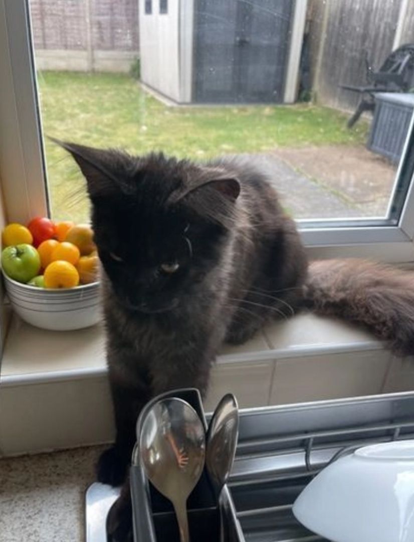 Reinrassige Maine Coon