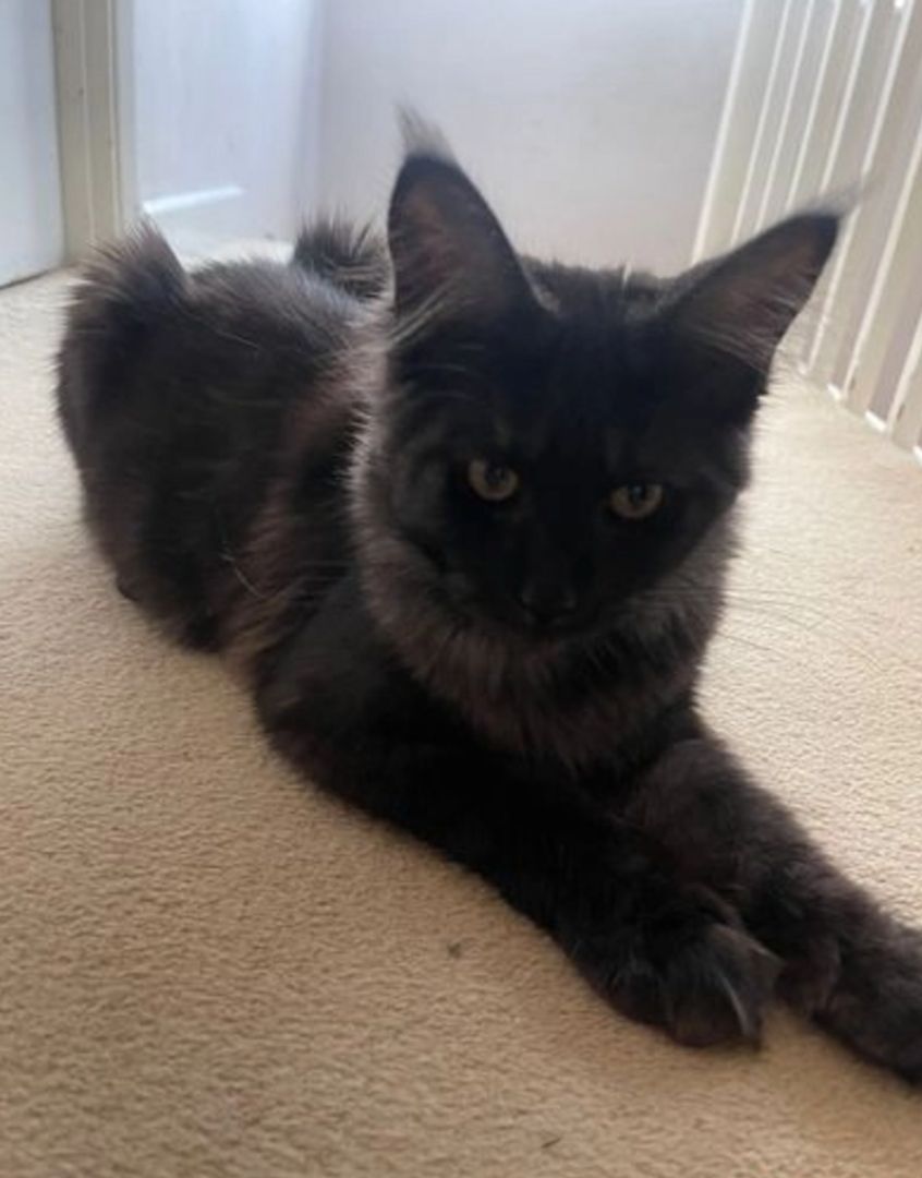 Reinrassige Maine Coon