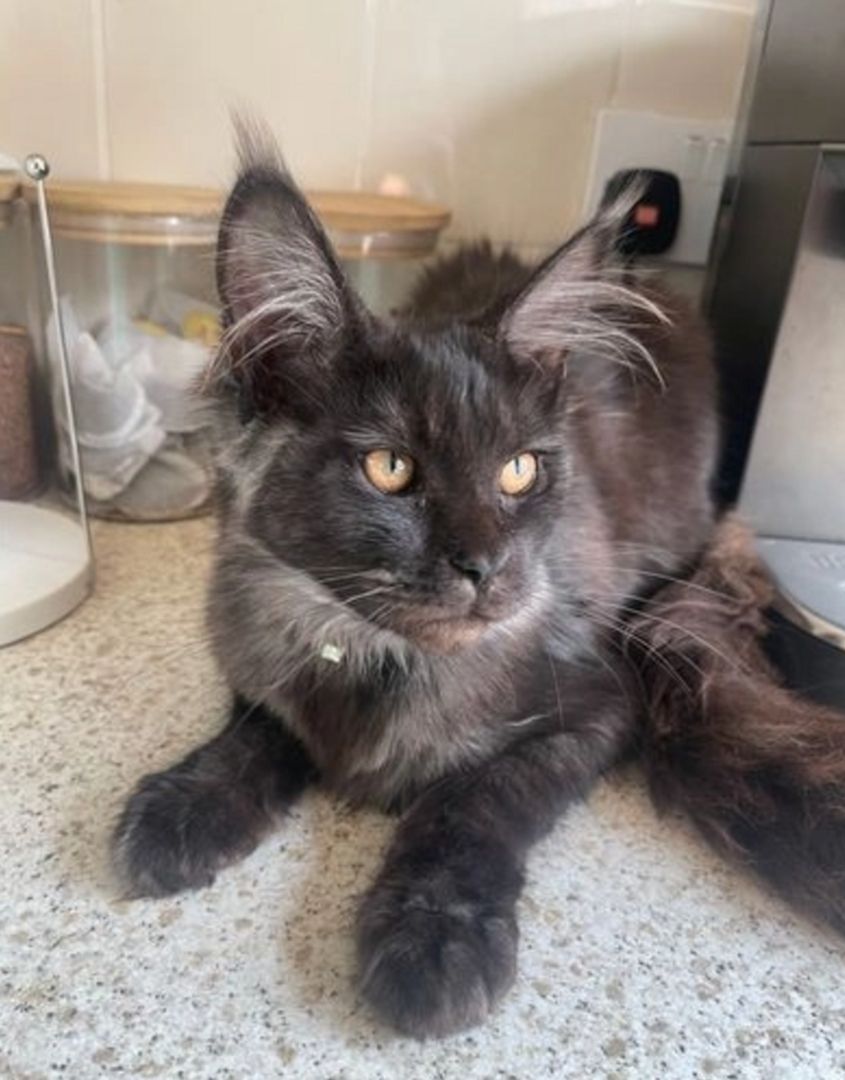 Reinrassige Maine Coon