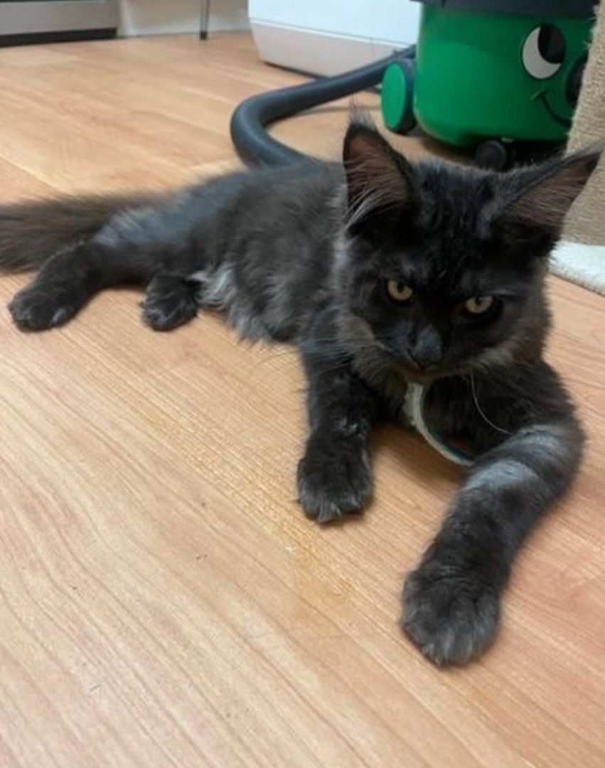 Reinrassige Maine Coon