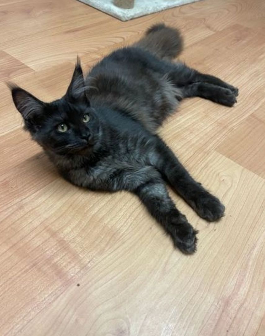 Reinrassige Maine Coon