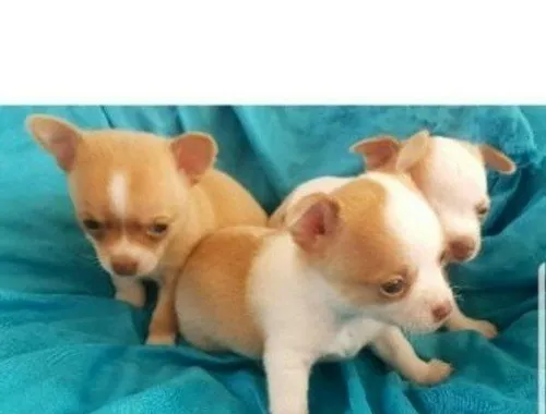 Erhältlich Mini Chihuahua Babys mit papieren