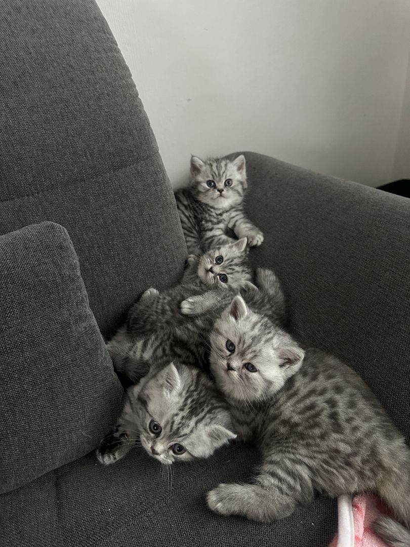 BKH kitten blue silver tabby spotted Britisch Kurzhaar katzen Babykatze