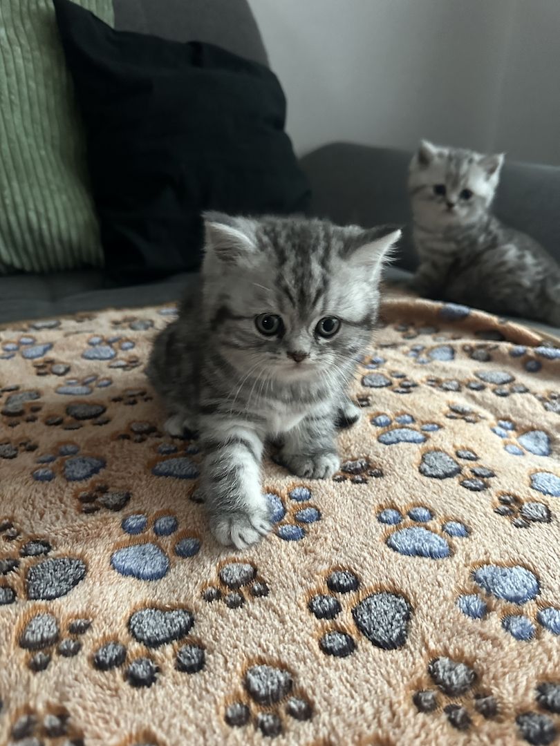 BKH kitten blue silver tabby spotted Britisch Kurzhaar katzen Babykatze