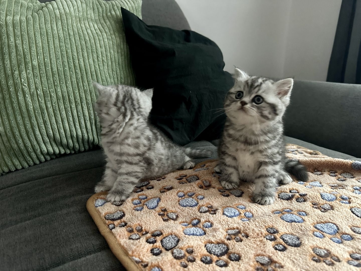 BKH kitten blue silver tabby spotted Britisch Kurzhaar katzen Babykatze