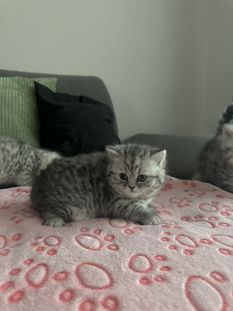 BKH kitten blue silver tabby spotted Britisch Kurzhaar katzen Babykatze
