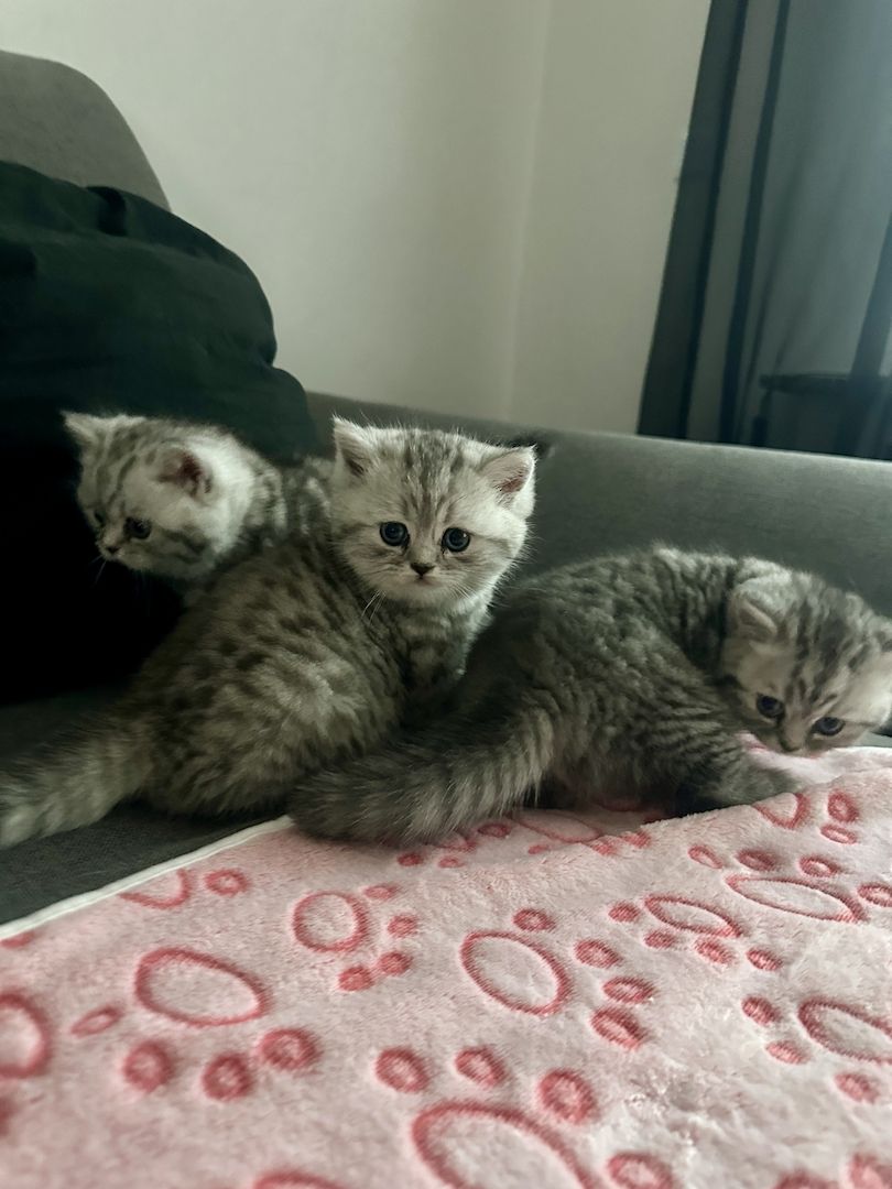 BKH kitten blue silver tabby spotted Britisch Kurzhaar katzen Babykatze