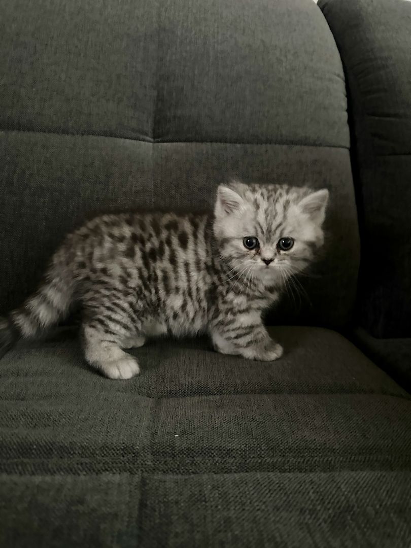 BKH kitten blue silver tabby spotted Britisch Kurzhaar katzen Babykatze