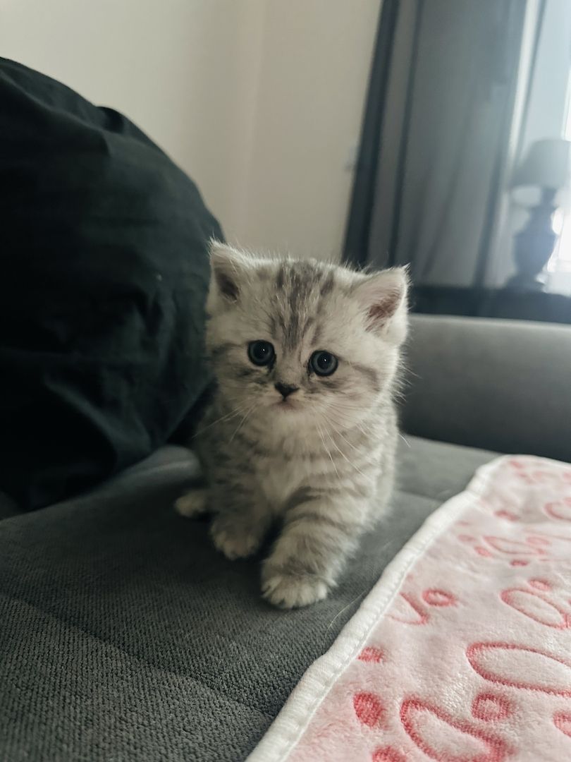 BKH kitten blue silver tabby spotted Britisch Kurzhaar katzen Babykatze