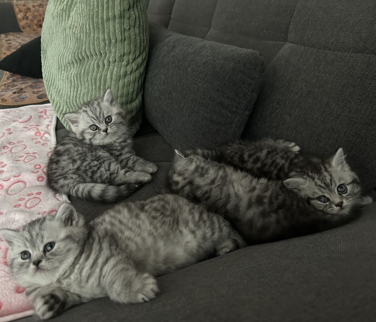 BKH kitten blue silver tabby spotted Britisch Kurzhaar katzen Babykatze