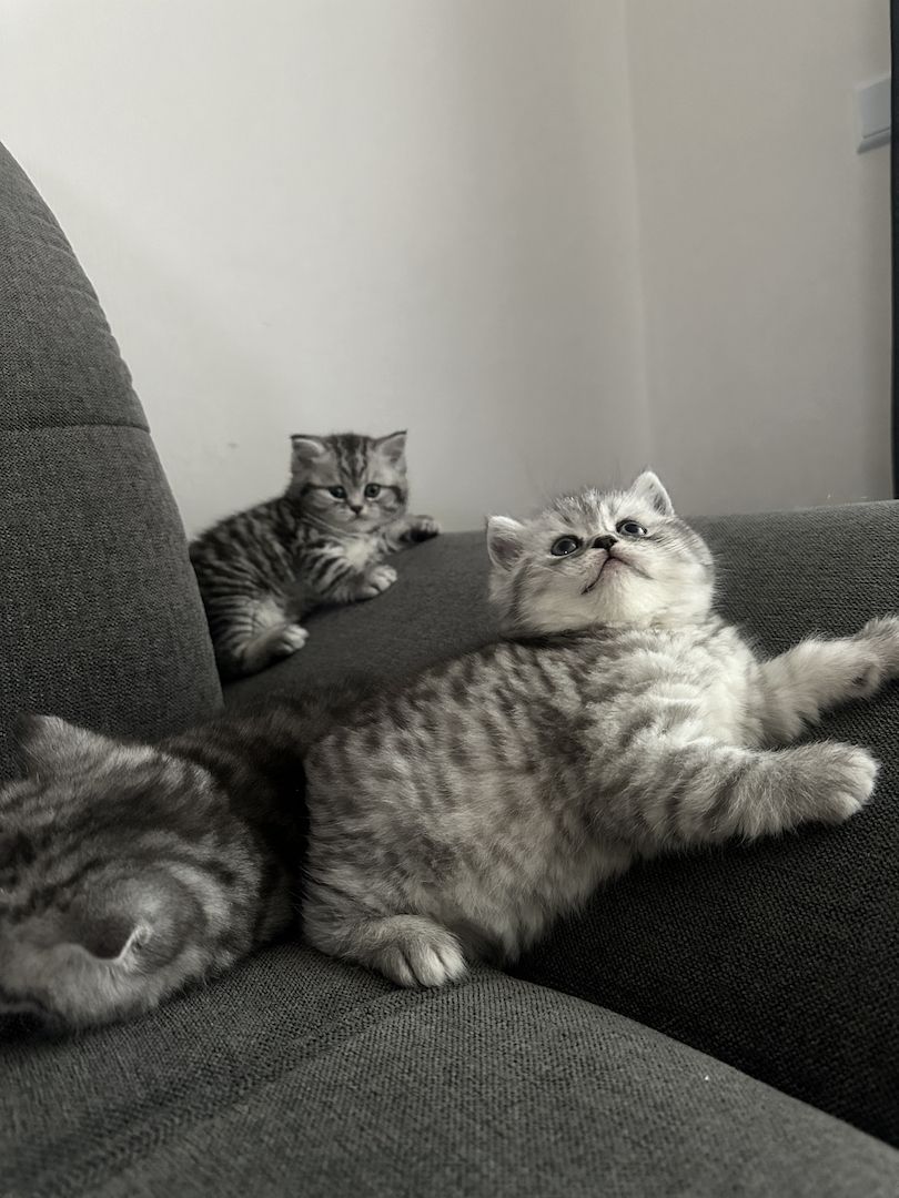 BKH kitten blue silver tabby spotted Britisch Kurzhaar katzen Babykatze