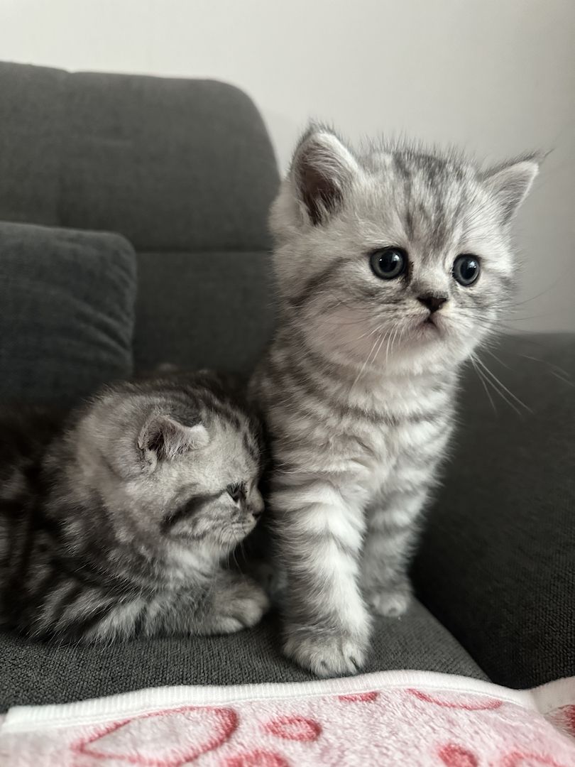 BKH kitten blue silver tabby spotted Britisch Kurzhaar katzen Babykatze