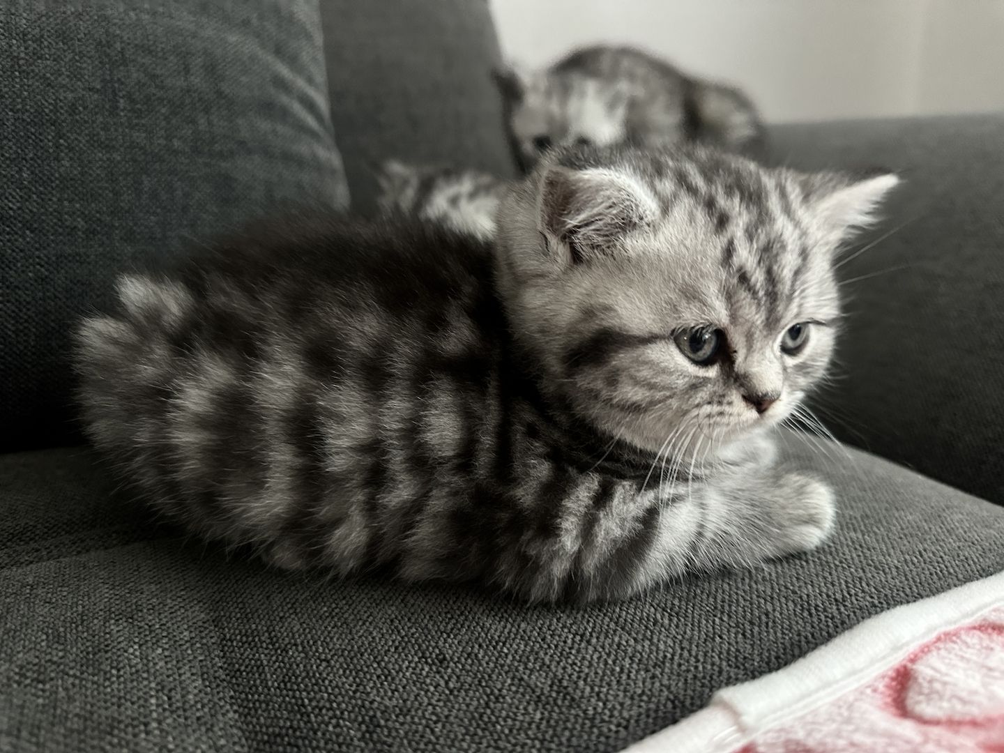 BKH kitten blue silver tabby spotted Britisch Kurzhaar katzen Babykatze