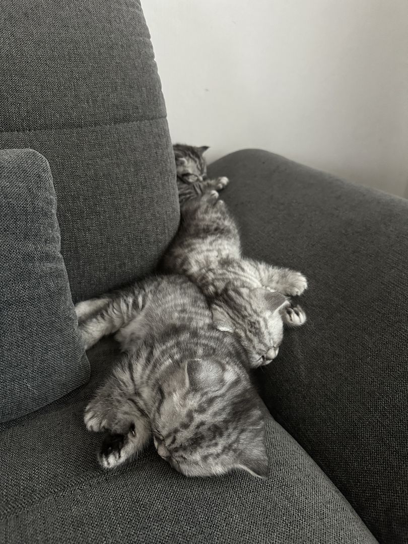 BKH kitten blue silver tabby spotted Britisch Kurzhaar katzen Babykatze