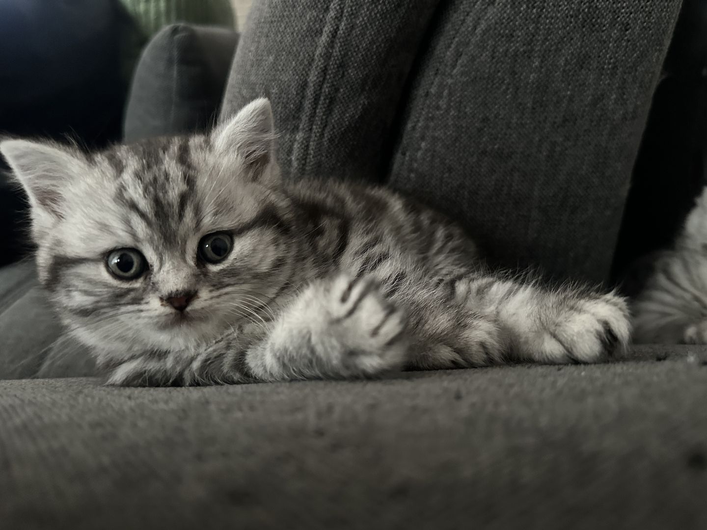 BKH kitten blue silver tabby spotted Britisch Kurzhaar katzen Babykatze