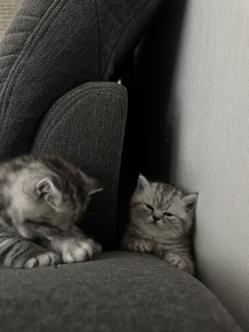 BKH kitten blue silver tabby spotted Britisch Kurzhaar katzen Babykatze