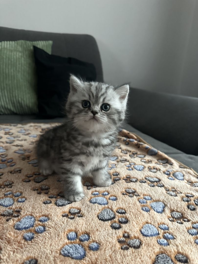 BKH kitten blue silver tabby spotted Britisch Kurzhaar katzen Babykatze