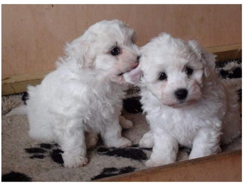 MINI Toy Bichon Frise welpen .