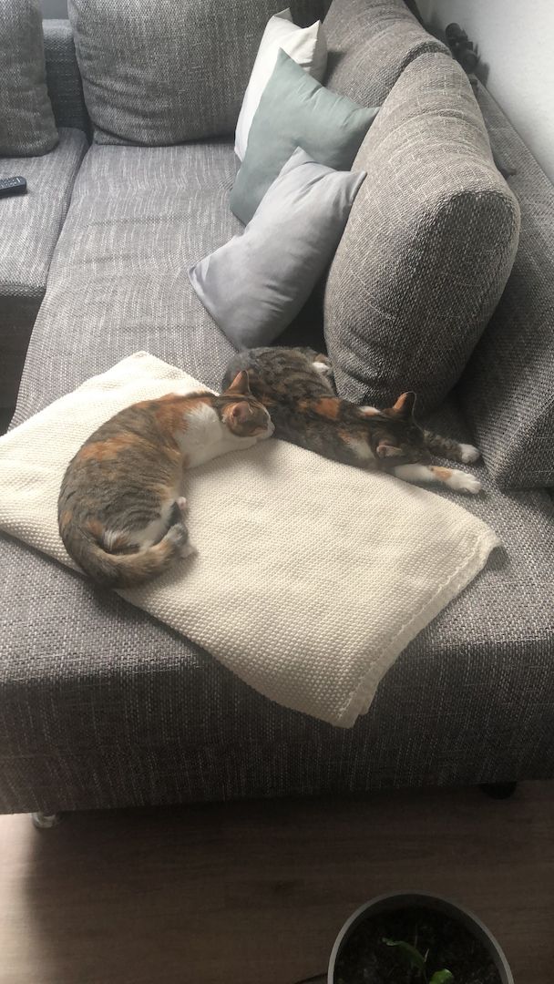 2 Glückskatzen mit Kratzbaum und Co.