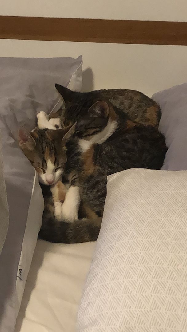 2 Glückskatzen mit Kratzbaum und Co.